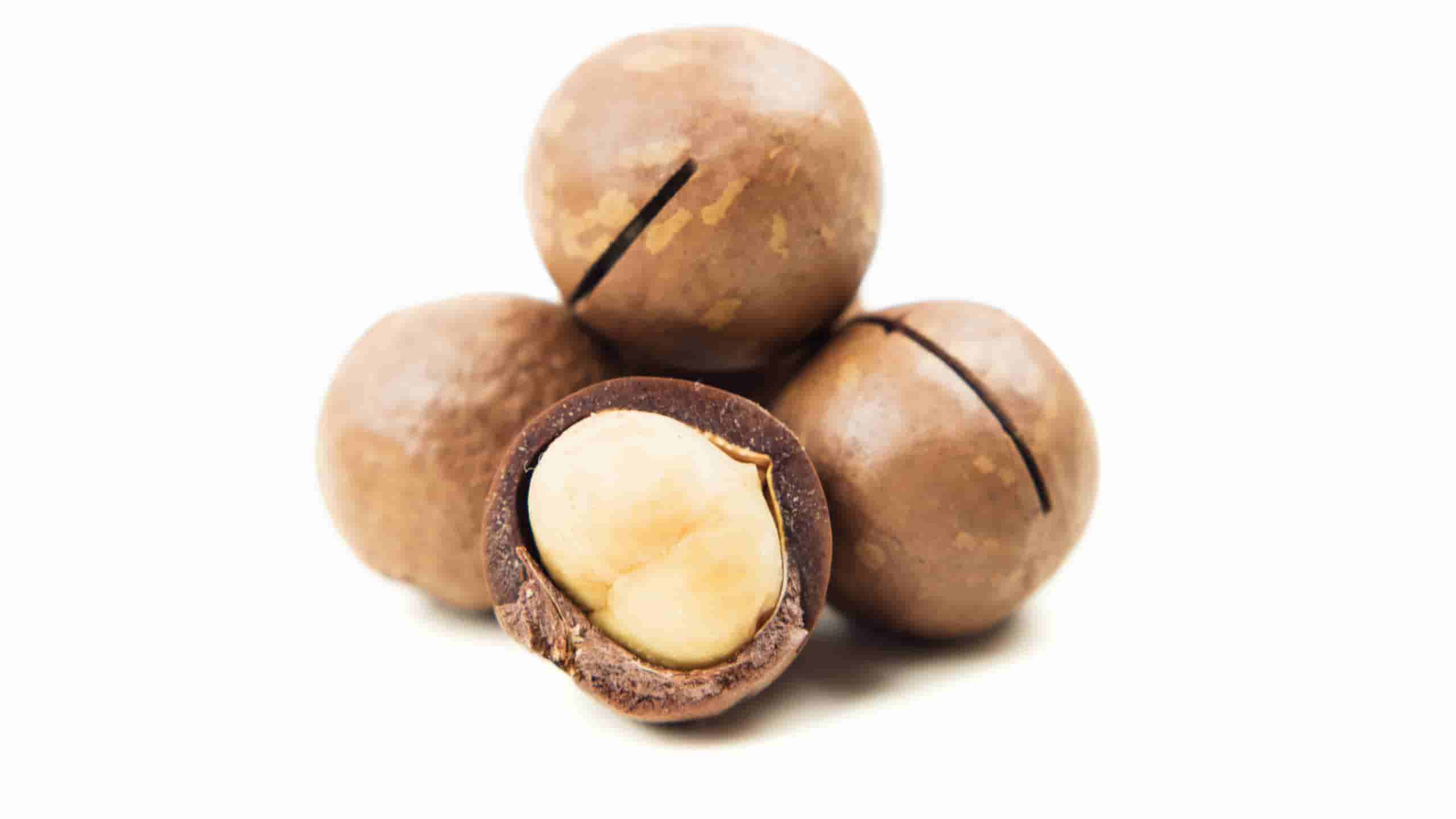 Wholesale macadamia nuts