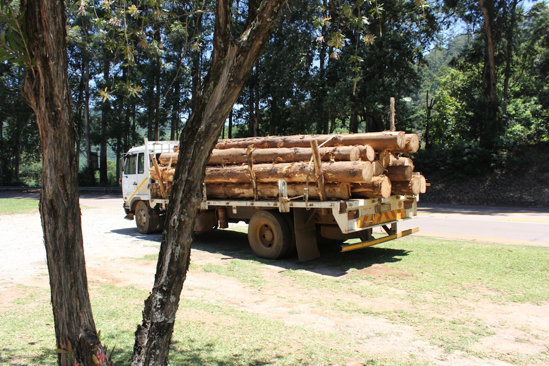 Tree thinning Durham  