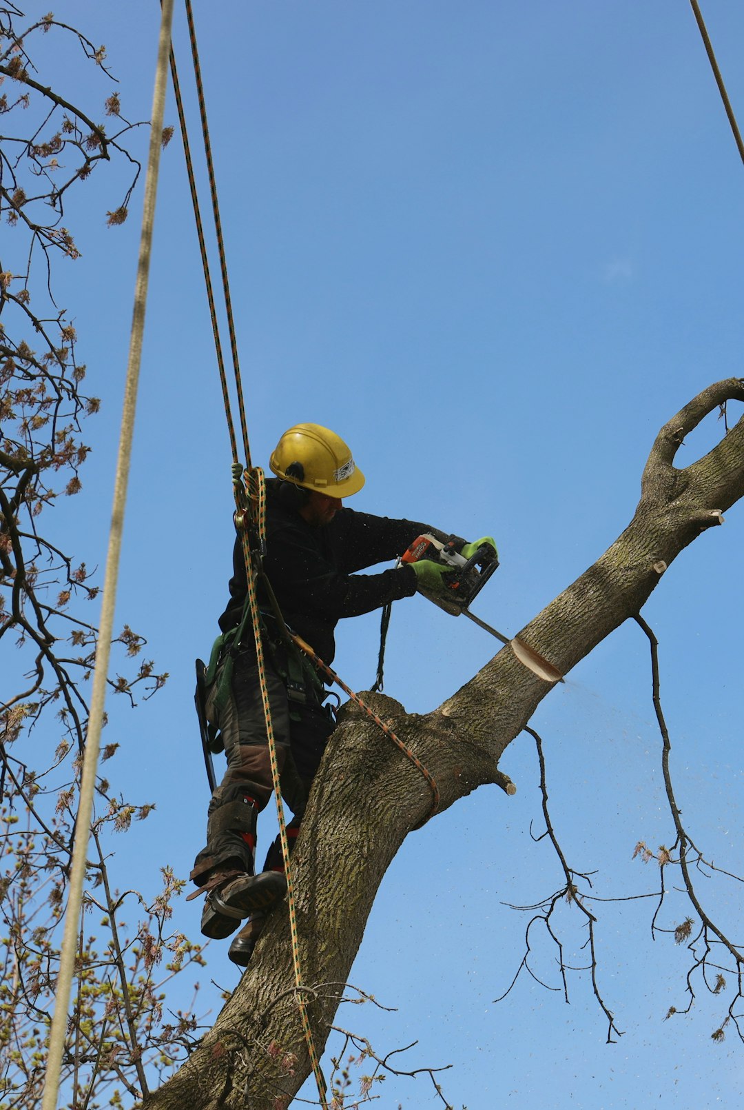 Hazardous tree removal Durham  