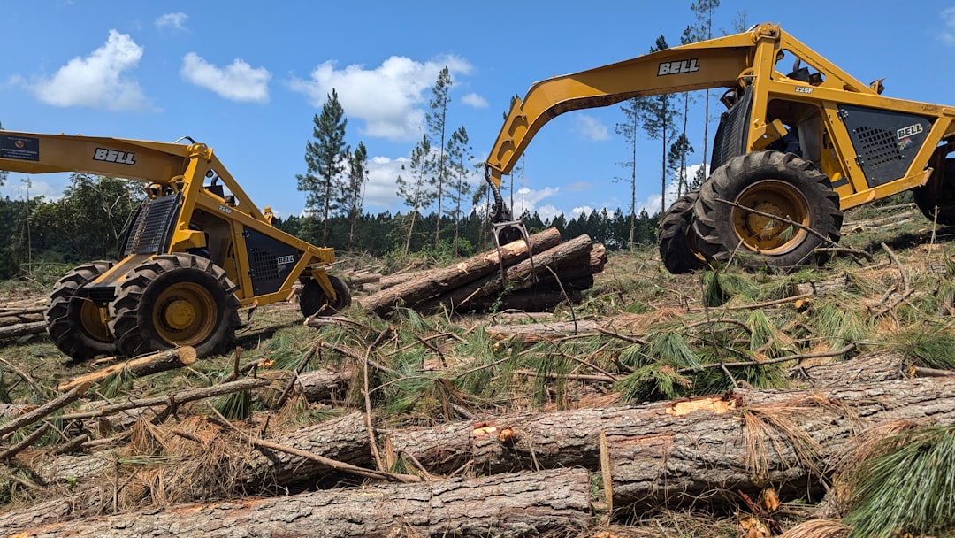 local Racine arborist  