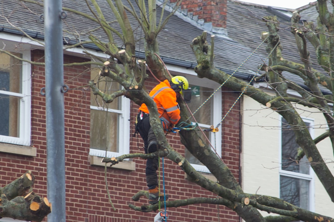 storm damaged tree removal  
