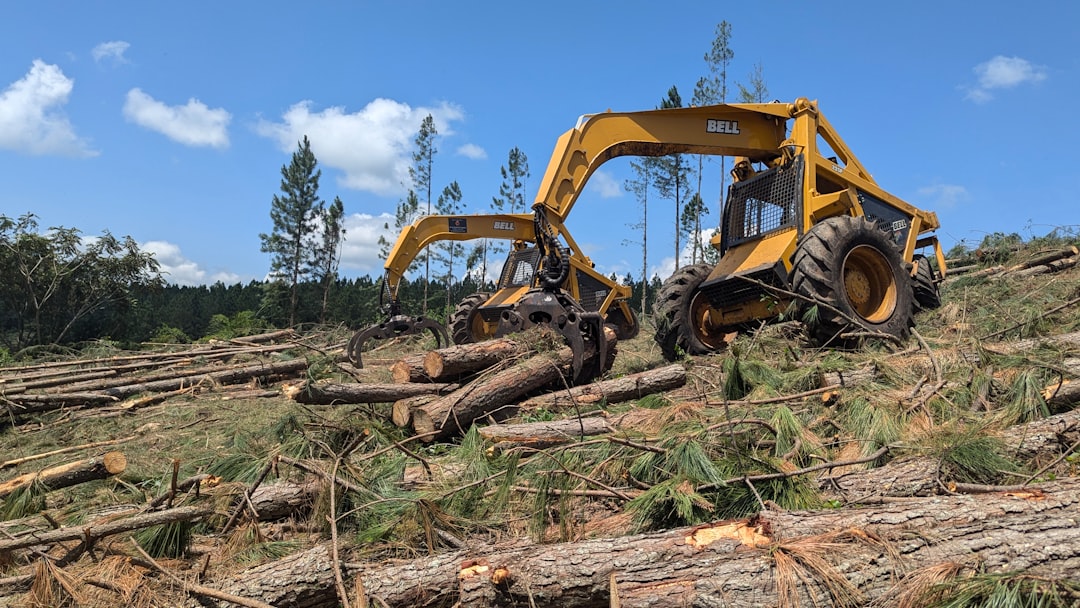arborist consultation  